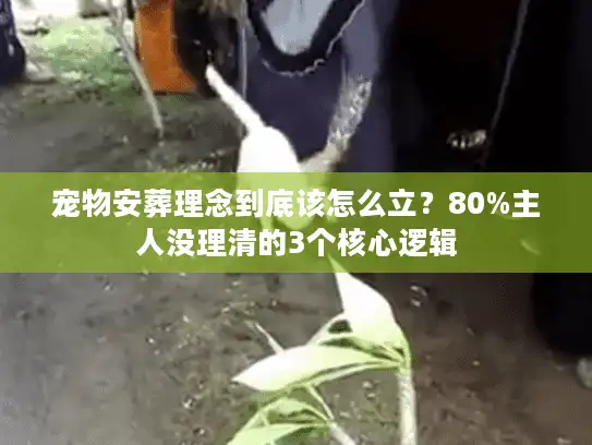宠物安葬理念到底该怎么立？80%主人没理清的3个核心逻辑