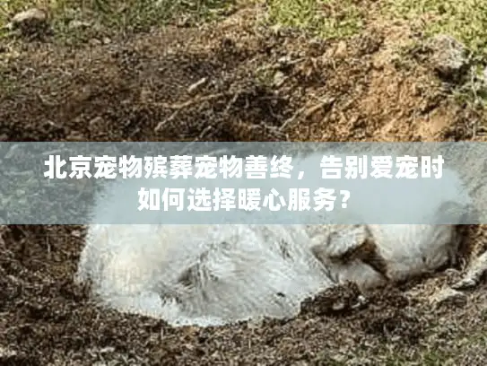 北京宠物殡葬宠物善终，告别爱宠时如何选择暖心服务？
