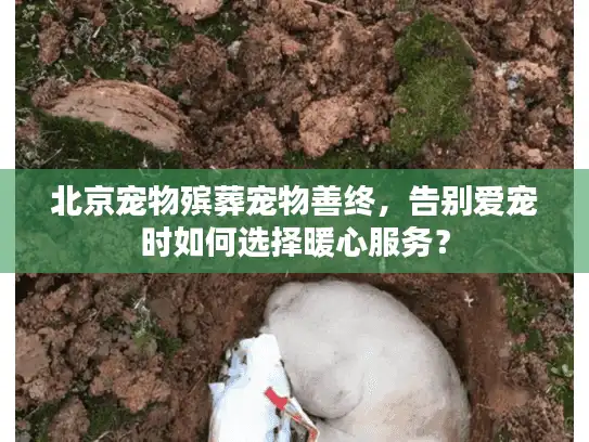 北京宠物殡葬宠物善终，告别爱宠时如何选择暖心服务？