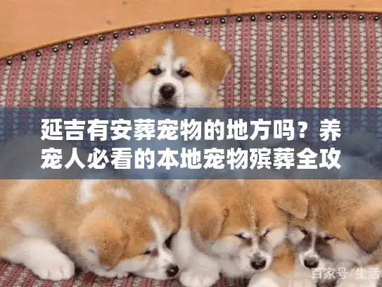 延吉有安葬宠物的地方吗？养宠人必看的本地宠物殡葬全攻略