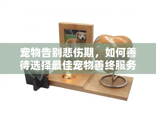 宠物告别悲伤期，如何善待选择最佳宠物善终服务？