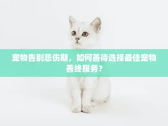 宠物告别悲伤期，如何善待选择最佳宠物善终服务？
