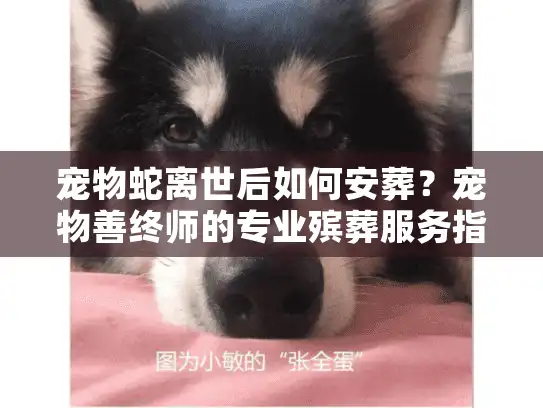 宠物蛇离世后如何安葬？宠物善终师的专业殡葬服务指南