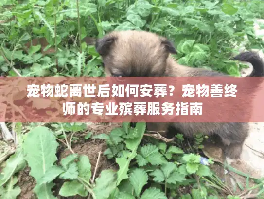 宠物蛇离世后如何安葬？宠物善终师的专业殡葬服务指南