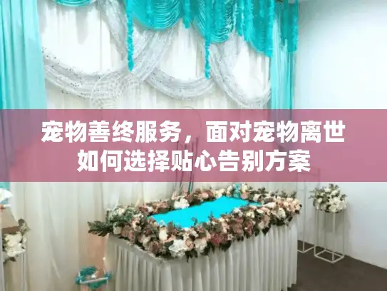 宠物善终服务，面对宠物离世如何选择贴心告别方案
