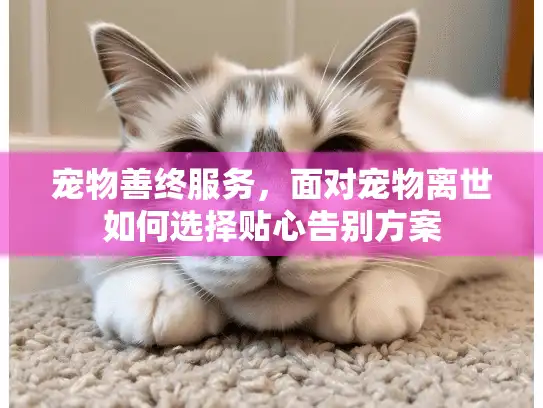 宠物善终服务，面对宠物离世如何选择贴心告别方案