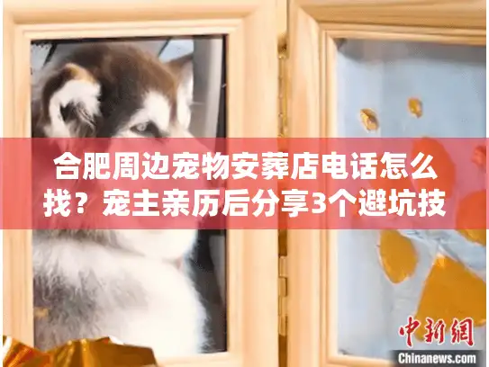 合肥周边宠物安葬店电话怎么找？宠主亲历后分享3个避坑技巧+真实机构清单