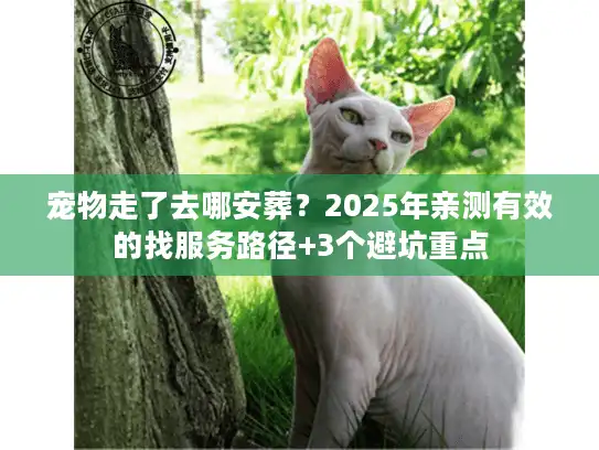 宠物走了去哪安葬？2025年亲测有效的找服务路径+3个避坑重点