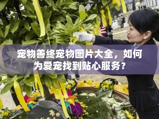 宠物善终宠物图片大全，如何为爱宠找到贴心服务？