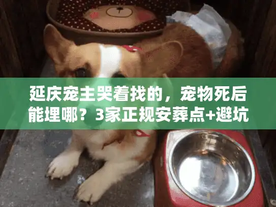 延庆宠主哭着找的，宠物死后能埋哪？3家正规安葬点+避坑实录