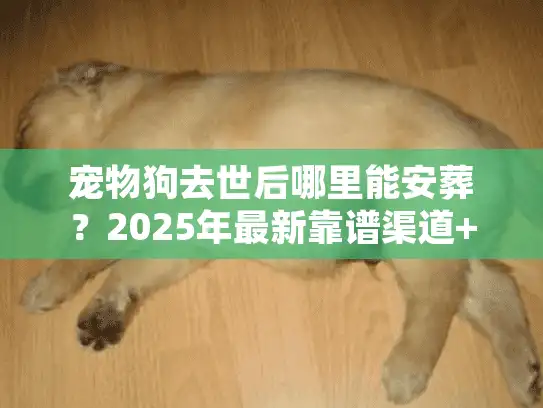 宠物狗去世后哪里能安葬？2025年最新靠谱渠道+避坑指南
