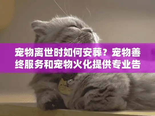 宠物离世时如何安葬？宠物善终服务和宠物火化提供专业告别方案？