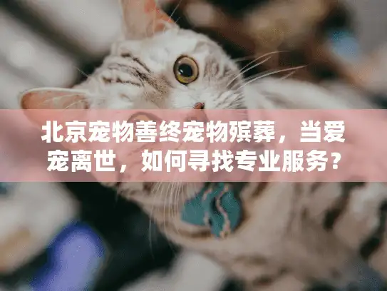 北京宠物善终宠物殡葬，当爱宠离世，如何寻找专业服务？