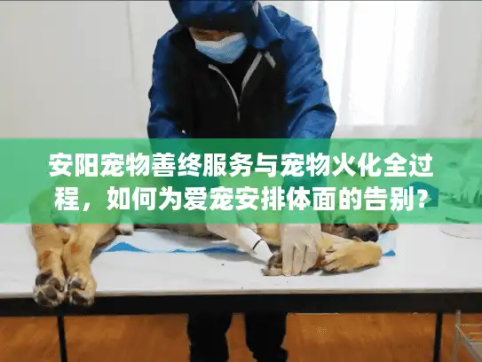 安阳宠物善终服务与宠物火化全过程，如何为爱宠安排体面的告别？