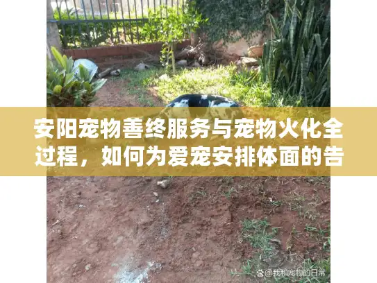 安阳宠物善终服务与宠物火化全过程，如何为爱宠安排体面的告别？