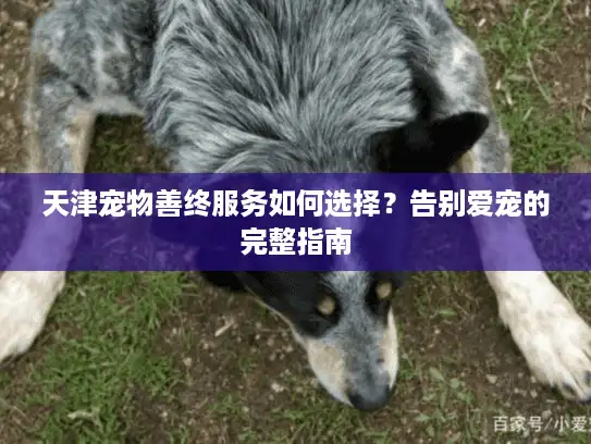 天津宠物善终服务如何选择？告别爱宠的完整指南