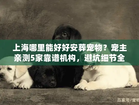 上海哪里能好好安葬宠物？宠主亲测5家靠谱机构，避坑细节全说透