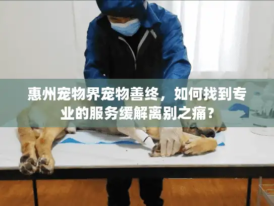 惠州宠物界宠物善终，如何找到专业的服务缓解离别之痛？