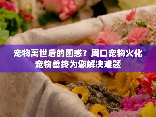 宠物离世后的困惑？周口宠物火化宠物善终为您解决难题
