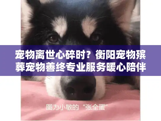 宠物离世心碎时？衡阳宠物殡葬宠物善终专业服务暖心陪伴