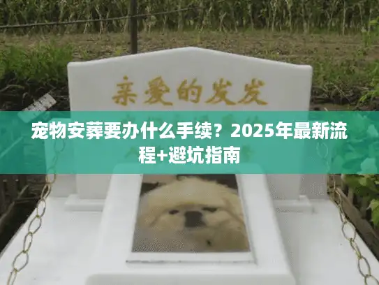 宠物安葬要办什么手续？2025年最新流程+避坑指南