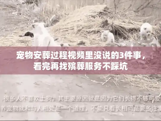 宠物安葬过程视频里没说的3件事，看完再找殡葬服务不踩坑
