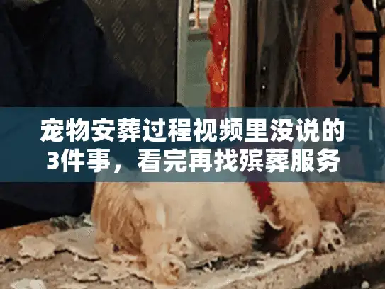 宠物安葬过程视频里没说的3件事，看完再找殡葬服务不踩坑