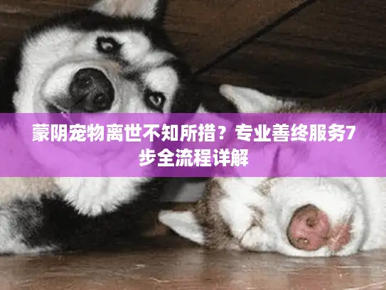 蒙阴宠物离世不知所措？专业善终服务7步全流程详解