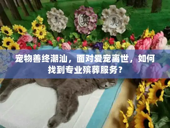 宠物善终潮汕，面对爱宠离世，如何找到专业殡葬服务？
