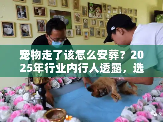 宠物走了该怎么安葬？2025年行业内行人透露，选对这4步，才是对它最后的温柔