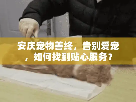 安庆宠物善终，告别爱宠，如何找到贴心服务？