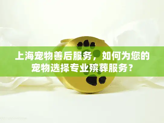 上海宠物善后服务，如何为您的宠物选择专业殡葬服务？