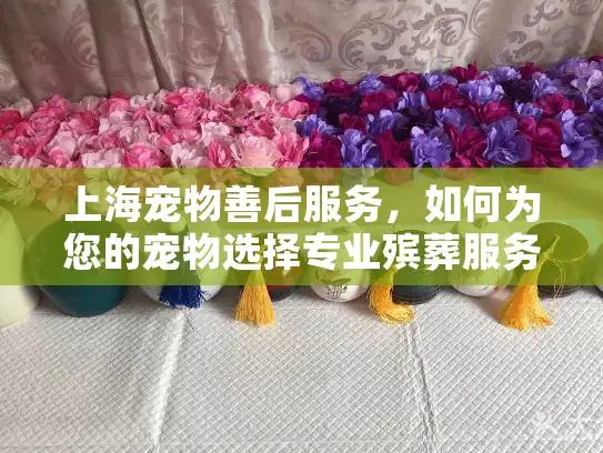 上海宠物善后服务，如何为您的宠物选择专业殡葬服务？