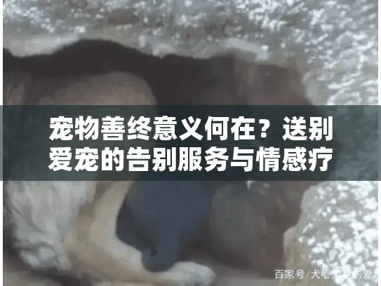 宠物善终意义何在？送别爱宠的告别服务与情感疗愈指南