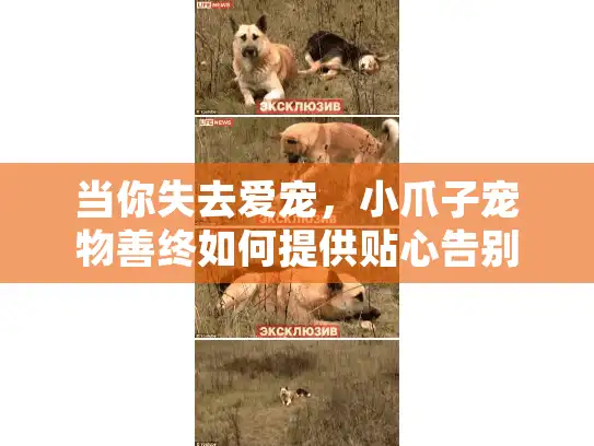 当你失去爱宠，小爪子宠物善终如何提供贴心告别仪式？