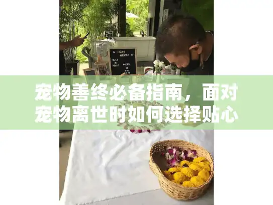 宠物善终必备指南，面对宠物离世时如何选择贴心服务