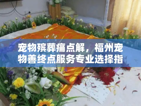 宠物殡葬痛点解，福州宠物善终点服务专业选择指南