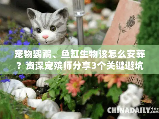 宠物鹦鹉、鱼缸生物该怎么安葬？资深宠殡师分享3个关键避坑指南
