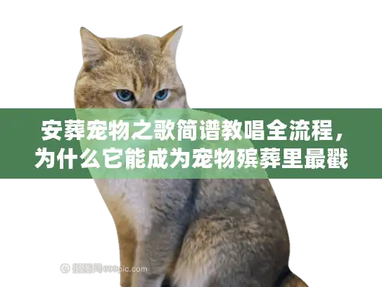 安葬宠物之歌简谱教唱全流程，为什么它能成为宠物殡葬里最戳心的告别仪式？
