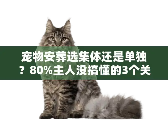 宠物安葬选集体还是单独？80%主人没搞懂的3个关键区别，看完不纠结