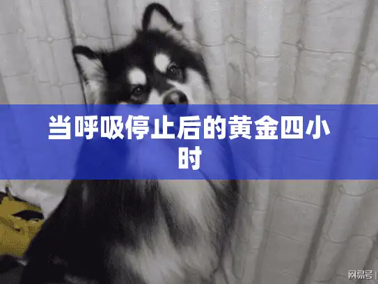 当呼吸停止后的黄金四小时
