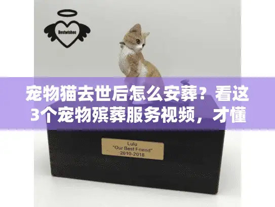 宠物猫去世后怎么安葬？看这3个宠物殡葬服务视频，才懂什么是真正的体面