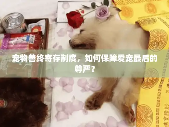 宠物善终寄存制度，如何保障爱宠最后的尊严？