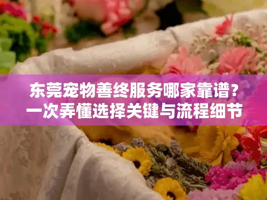 东莞宠物善终服务哪家靠谱？一次弄懂选择关键与流程细节