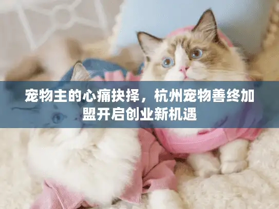 宠物主的心痛抉择，杭州宠物善终加盟开启创业新机遇