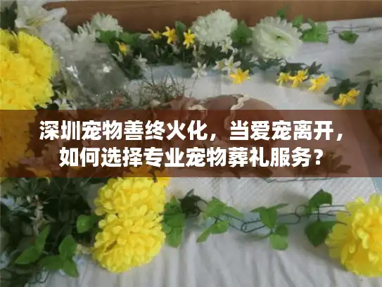 深圳宠物善终火化，当爱宠离开，如何选择专业宠物葬礼服务？