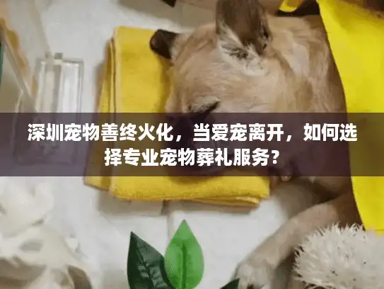 深圳宠物善终火化，当爱宠离开，如何选择专业宠物葬礼服务？
