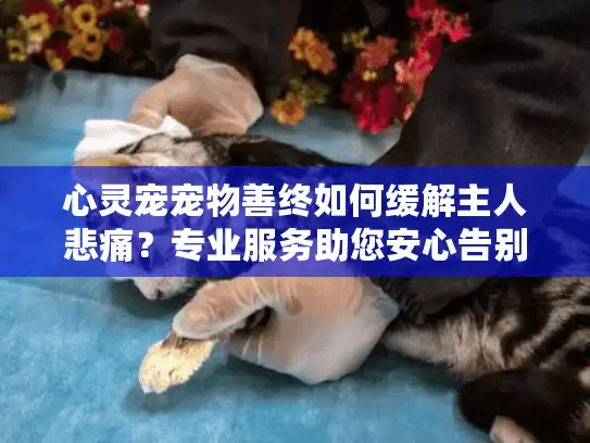 心灵宠宠物善终如何缓解主人悲痛？专业服务助您安心告别宠物伙伴