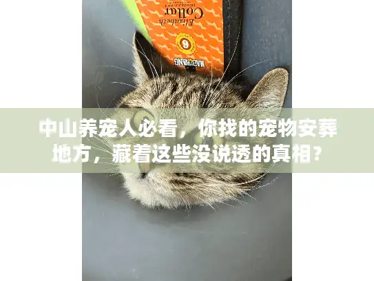 中山养宠人必看，你找的宠物安葬地方，藏着这些没说透的真相？