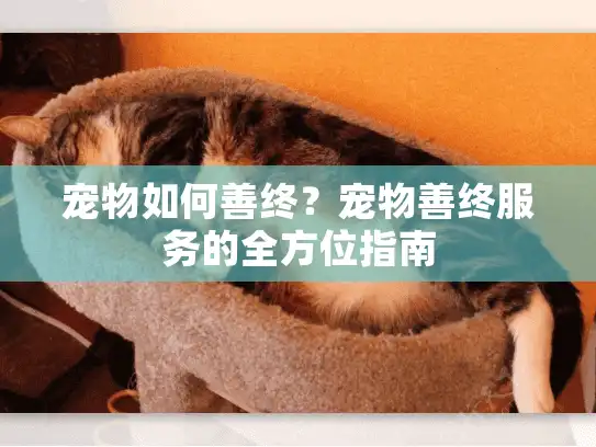 宠物如何善终？宠物善终服务的全方位指南